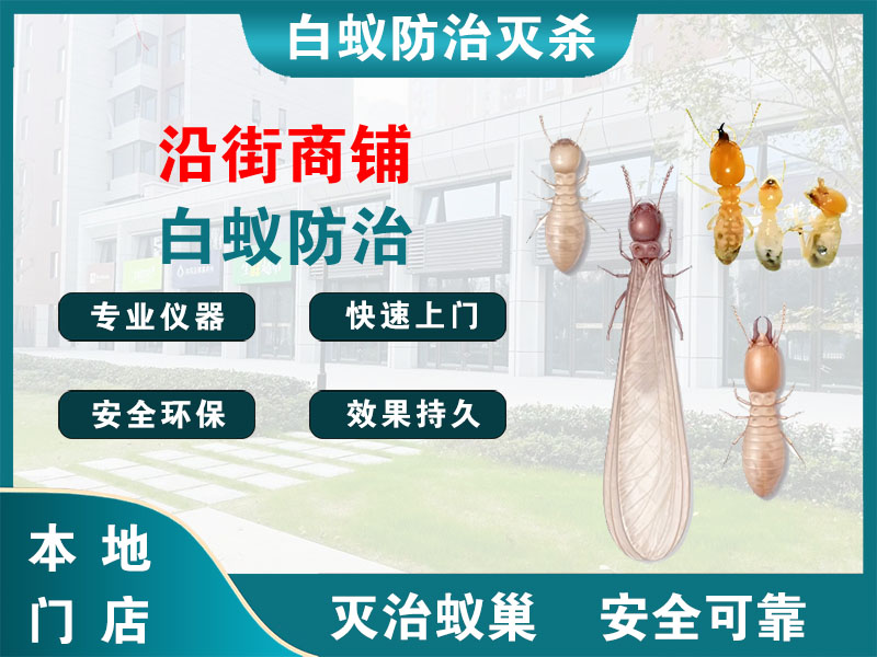 鄞州沿街商铺白蚁防治