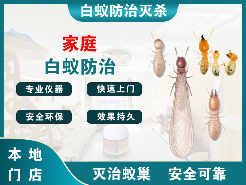 鄞州家庭白蚁防治