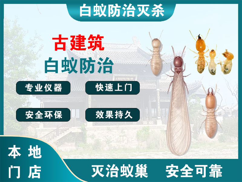 鄞州古建筑白蚁防治
