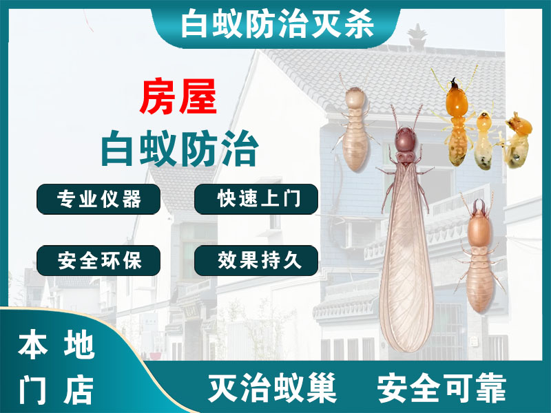 鄞州房屋白蚁防治